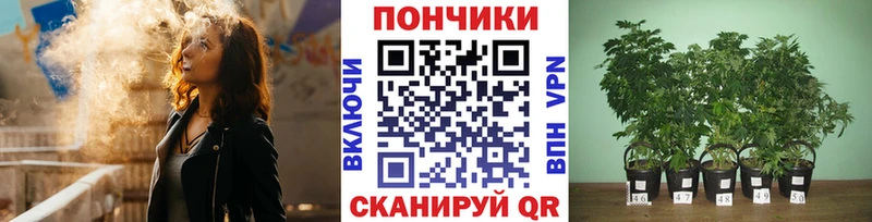 Купить закладки  Сасово  Бошки Шишки сатива 